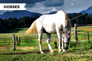 How to Introduce Your Horse to Pasture: What You Need to Know