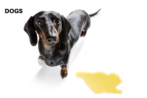 Why Your Dog Pees in the House and How to Prevent It 