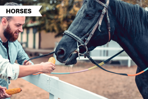 7 Safe Treats for Horses