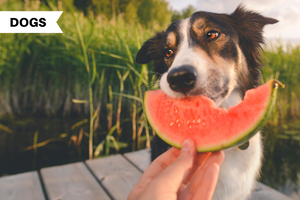 Healthy Fruits Your Dog Will Love
