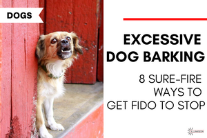 Excessive Dog Barking: 8 Sure-Fire Ways to Get Fido to Stop