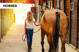 A Guide To Tying Your Horse or Pony Safely