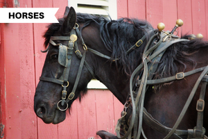 Are You Equipped to Handle Your Horse? Essential Horse Equipment You Need Right Now