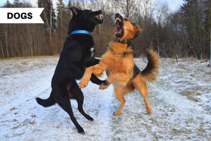 All You Need To Know About Why Dogs Fight and How To Stop Them