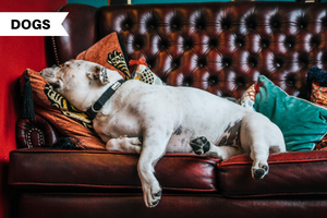 Tips & Tricks To Eliminate Dog Smell At Home