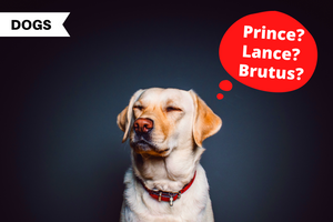 Best Boy Dog Names For Your New Pup
