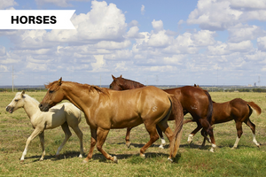 16 Interesting Facts About Horses