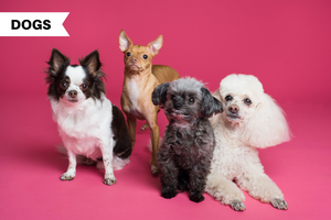 Female Dog Names Your New Pup Will Surely Love