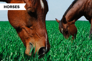 The Ultimate Guide To Feeding Your Horse: The Dos & Don'ts