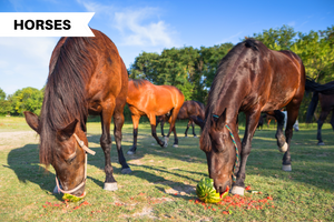 Is Watermelon Safe For Horses?