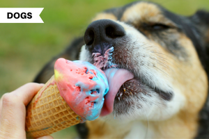 Can Dogs Eat Ice Cream?