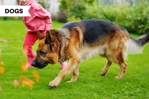 The 10 Best Family-Friendly Large Dog Breeds