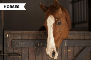 Owning a Horse: The Upfront Costs and Responsibilities That Come With It