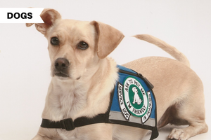 All About Service Dogs: What They Do, Where To Get Them, & How To Train One