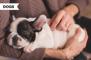 New Puppy Checklist to Make Your Dog Happy