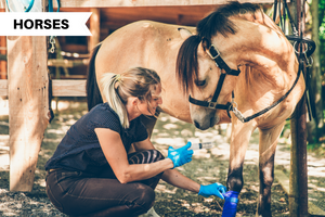 Minor Horse Wounds: How Do You Treat Them?