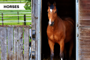 How to Keep Your Horse Stalls Clean and Spotless