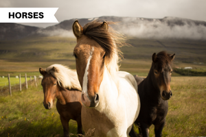 How Long Do Horses Live? | Ways To Keep Your Horse Healthy & Strong