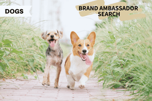 Illumiseen Brand Ambassador Search