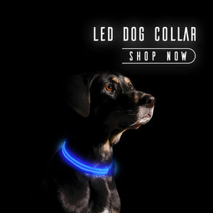 led-dog-leash