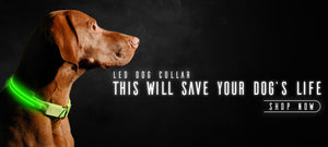 led-dog-collar