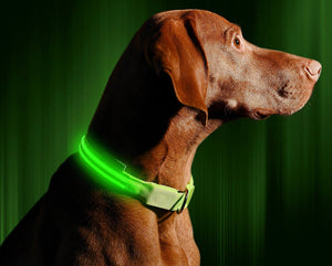 USB Charger Cable For Collar & Leash