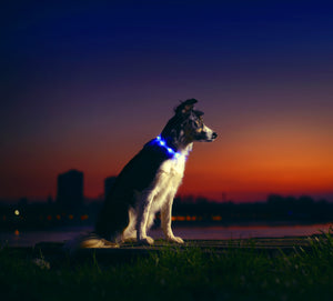 Midnight Blue