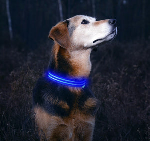 Blue LED Dog Collar