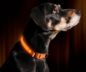 Bright Orange