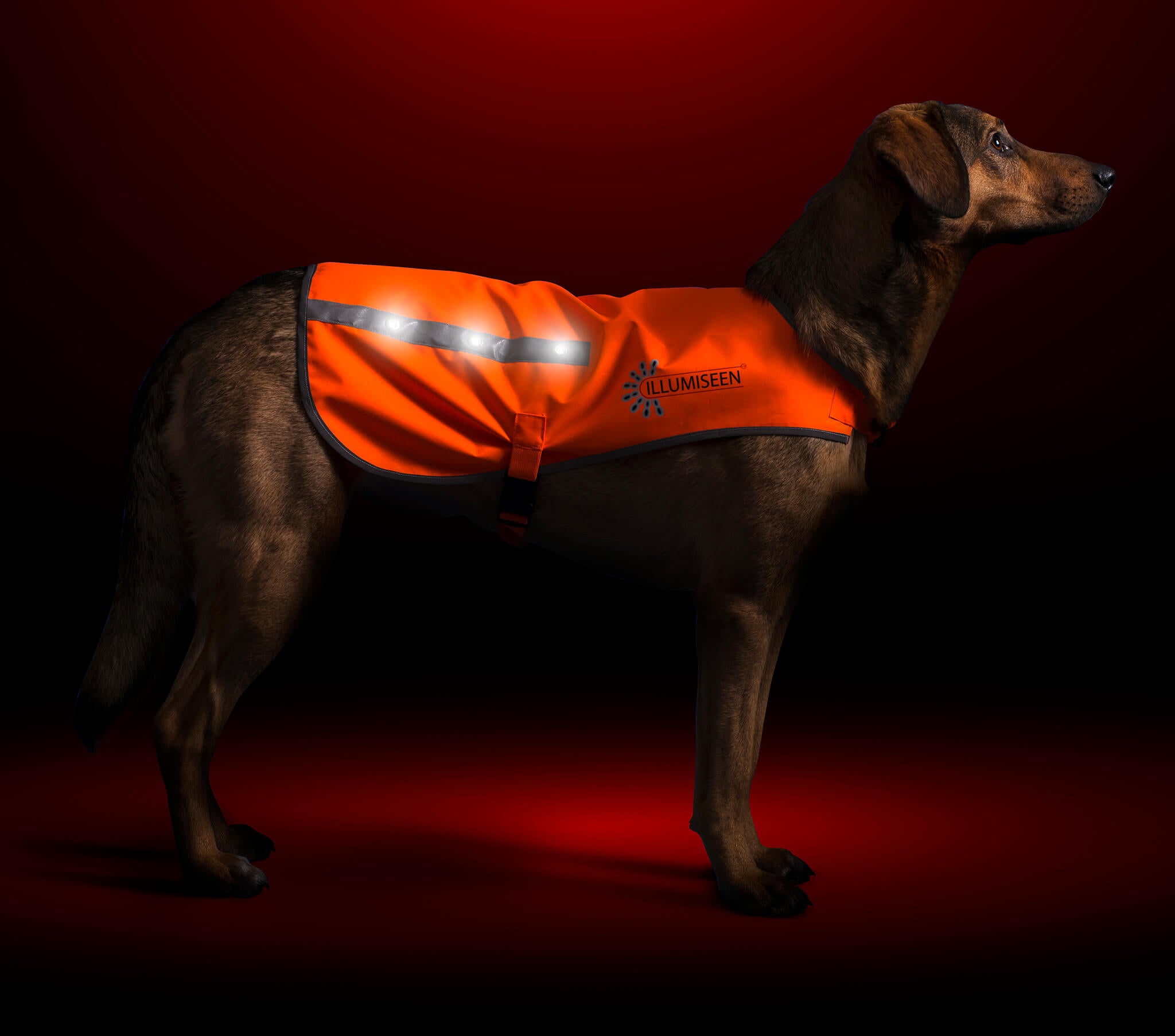 Led dog coat discount