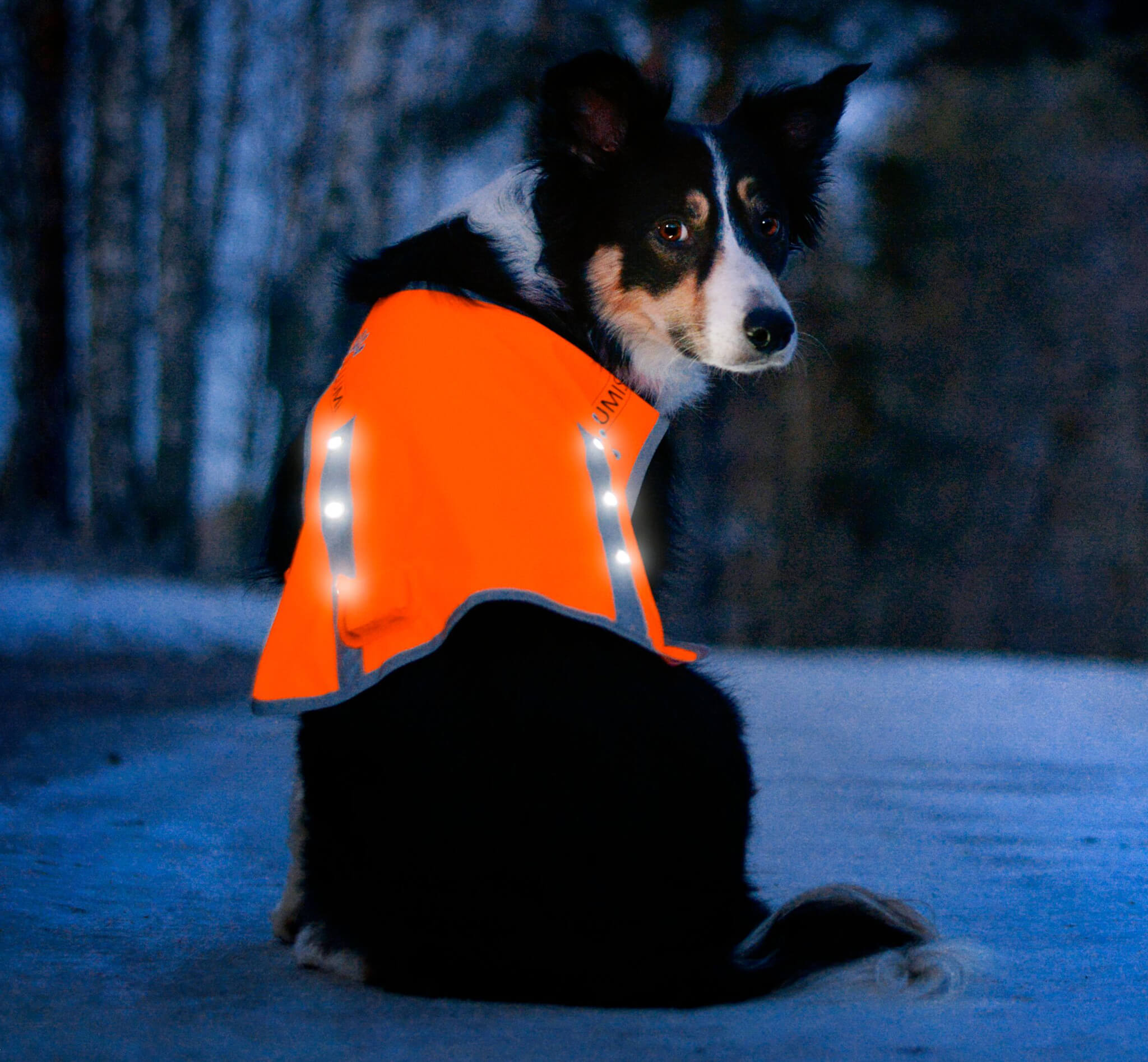 Light up dog vest top