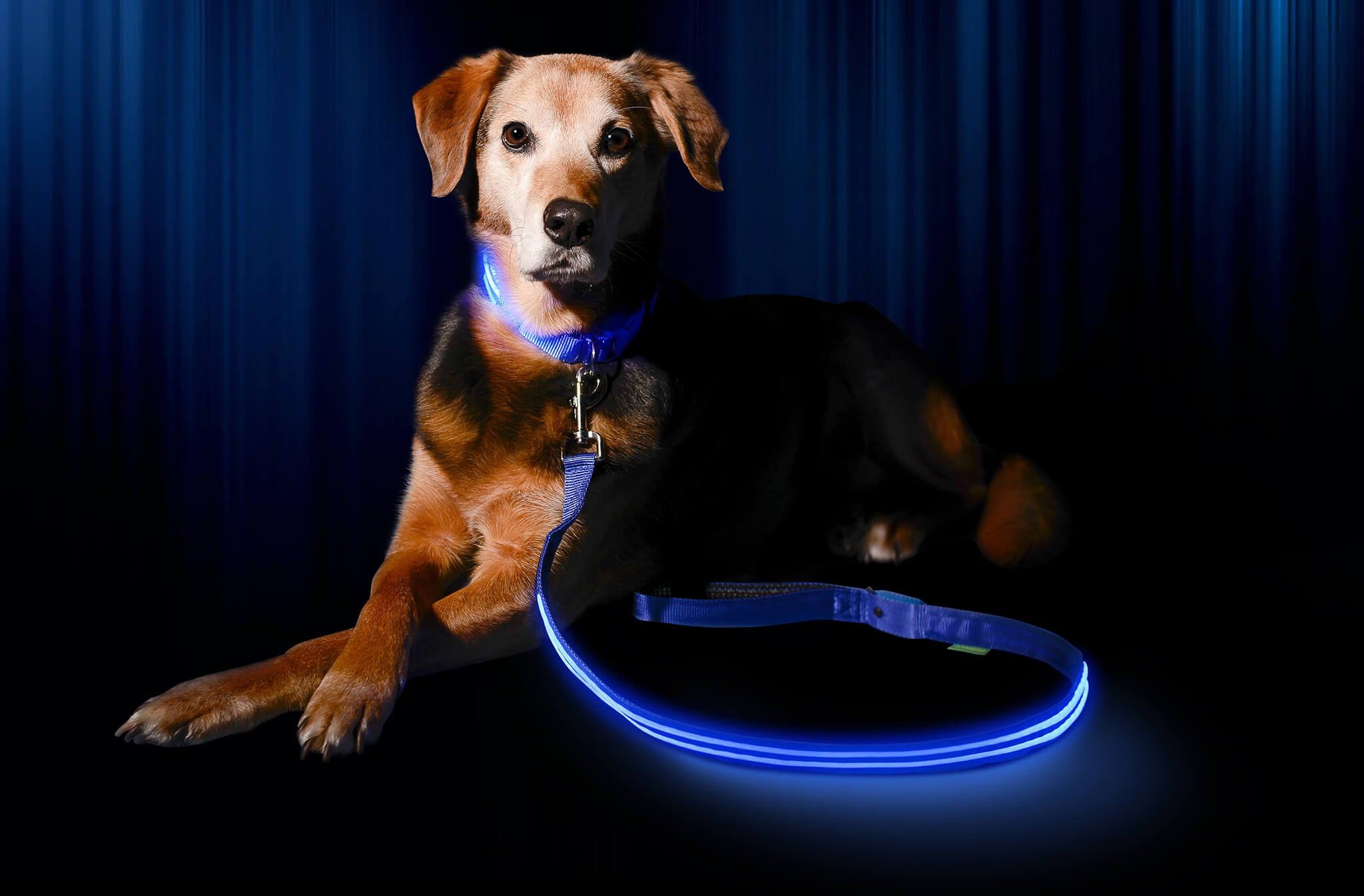 LED Dog Collar Light Up Dog Collar Illumiseen