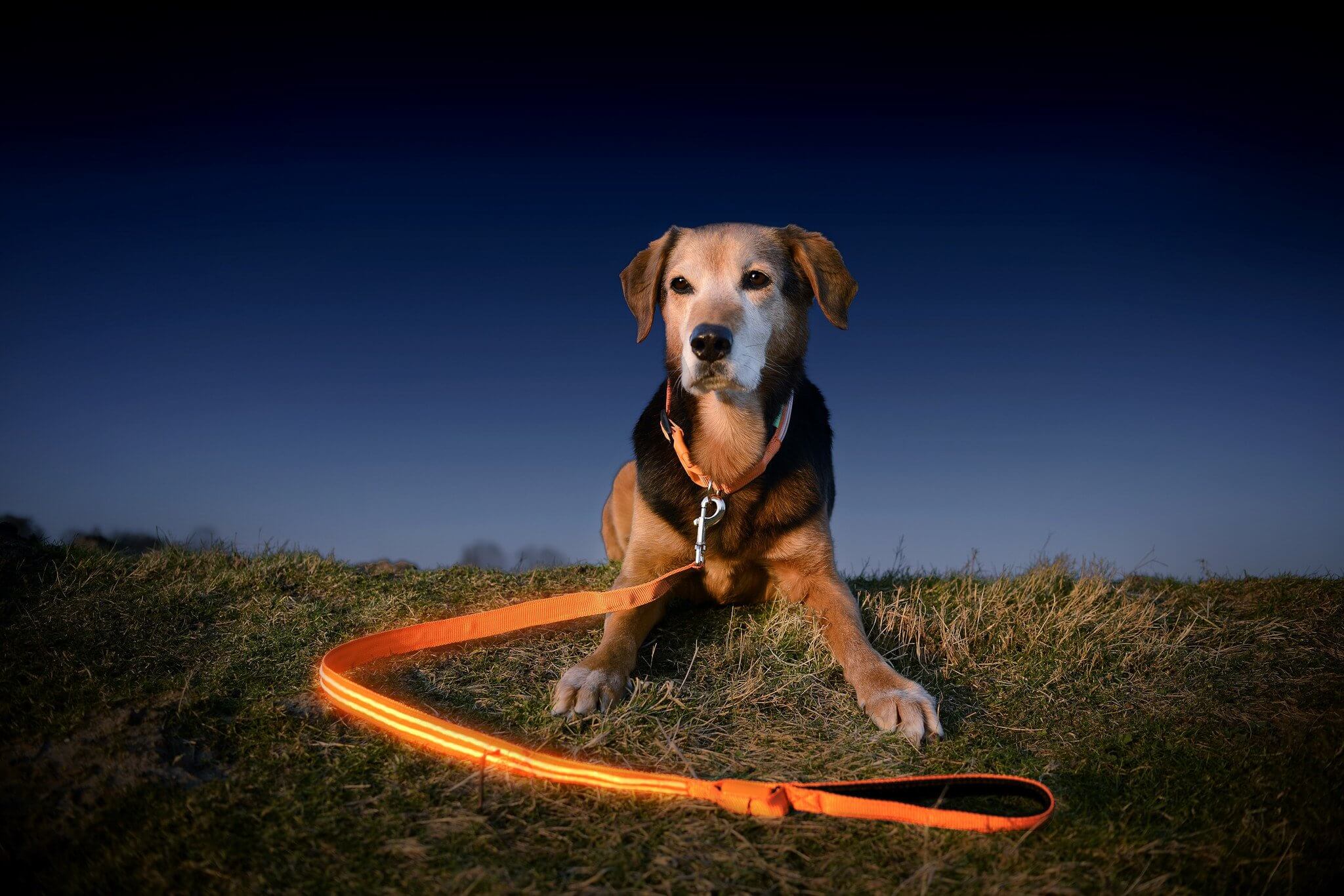 Illuminated dog leash sale
