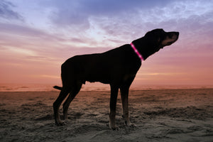 Flamingo Pink